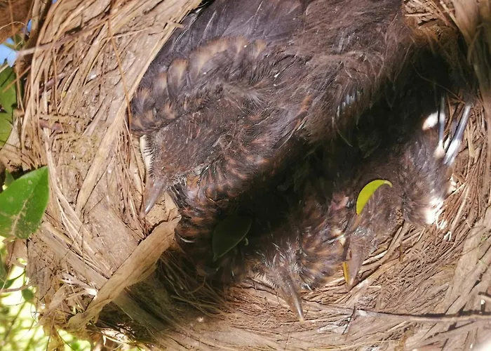 Casas Do Prazo - * Nogueira (Viana do Castelo)